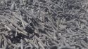 Kuşadası Siyah İnci Mangal Nargile Odun Kömürleri